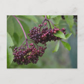 Carte postale Elderberry (Devant)