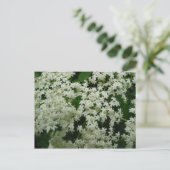 Carte Postale Elderberry Blossoms (Debout devant)
