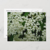 Carte Postale Elderberry Blossoms (Devant / Derrière)
