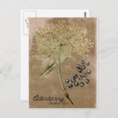 Carte postale Elderberry de style vintage (Devant / Derrière)