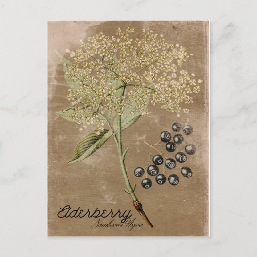 Carte postale Elderberry de style vintage (Devant)