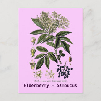 Carte postale Elderberry Sambucus