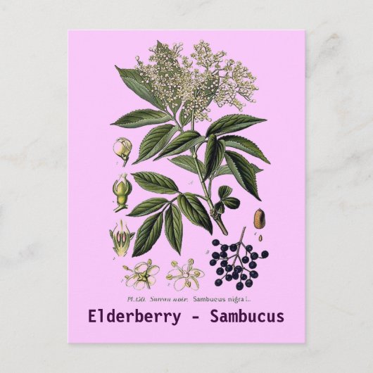Carte postale Elderberry Sambucus (Devant)