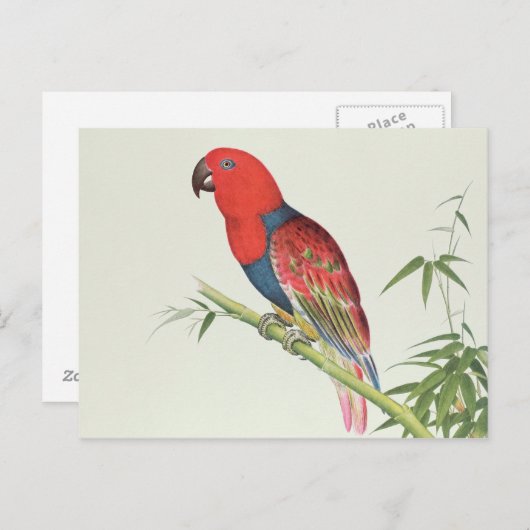 Carte Postale Electus Parrot, sur une pousse de bambou (Devant / Derrière)