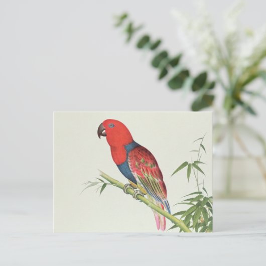 Carte Postale Electus Parrot, sur une pousse de bambou (Debout devant)