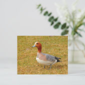 Carte Postale Élégance (Debout devant)