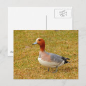 Carte Postale Élégance (Devant / Derrière)