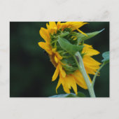 Carte Postale Élégance vibrante du tournesol (Devant)