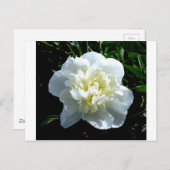 Carte Postale Elégant blanc peony floral blanc photo (Devant / Derrière)