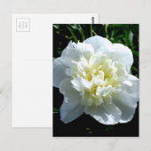 Carte Postale Elégant blanc peony floral blanc photo (Devant / Derrière)