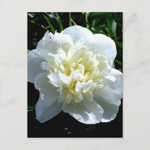 Carte Postale Elégant blanc peony floral blanc photo