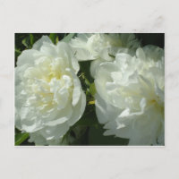Elégant blanc peony floral blanc photo