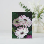 Carte Postale Elégant blanc & rose Gerber Daisy Floral (Debout devant)