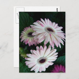 Carte Postale Elégant blanc & rose Gerber Daisy Floral