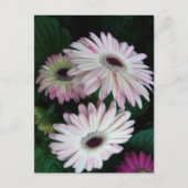 Carte Postale Elégant blanc & rose Gerber Daisy Floral (Devant)