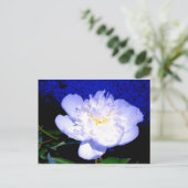 Carte Postale Elégant blanc violet Peony (Debout devant)