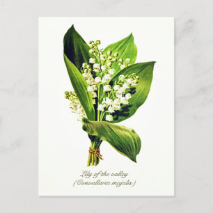 Carte Postale Élégant botanique vintage Muguet