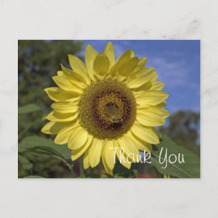 Carte Postale Élégant, brillant tournesol jaune d'été merci