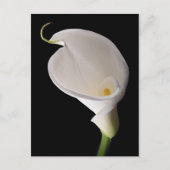 Carte Postale Elégant calla blanche lily (Devant)