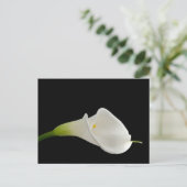 Carte Postale Elégant calla blanche lily (Debout devant)