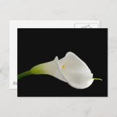 Carte Postale Elégant calla blanche lily (Devant / Derrière)