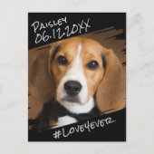 Carte Postale Élégant Chic Moderne Simple Souvenir de Chien Noir (Devant)