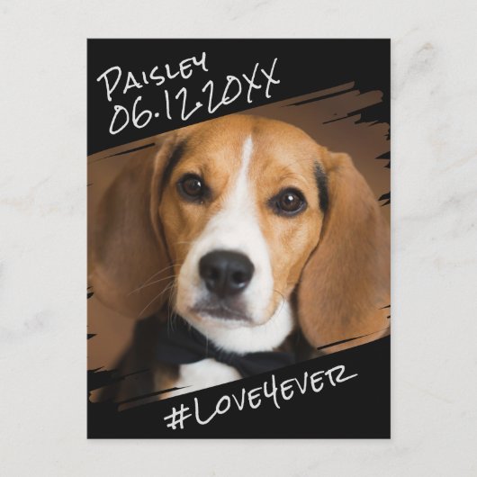 Carte Postale Élégant Chic Moderne Simple Souvenir de Chien Noir (Devant)