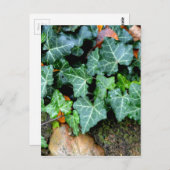 Carte Postale Élégant classique vert ivoire et pierre de campagn (Devant / Derrière)