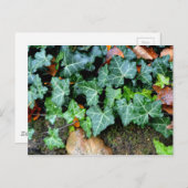 Carte Postale Élégant classique vert ivoire et pierre de campagn (Devant / Derrière)