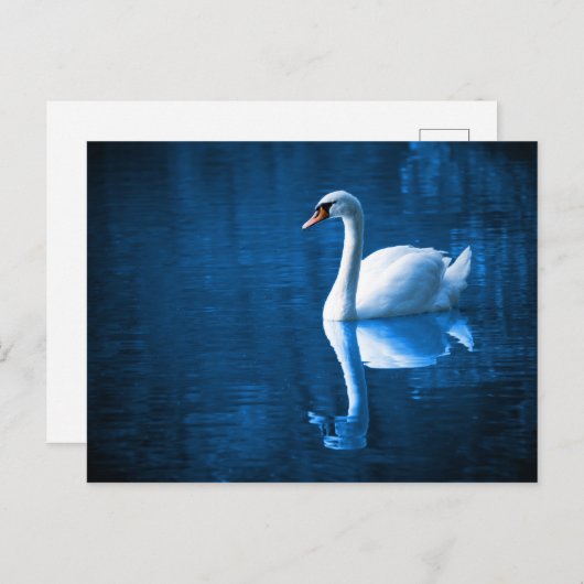 Carte Postale Élégant cygne blanc (Devant / Derrière)