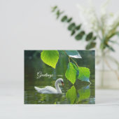 Carte Postale Élégant cygne d'été (Debout devant)