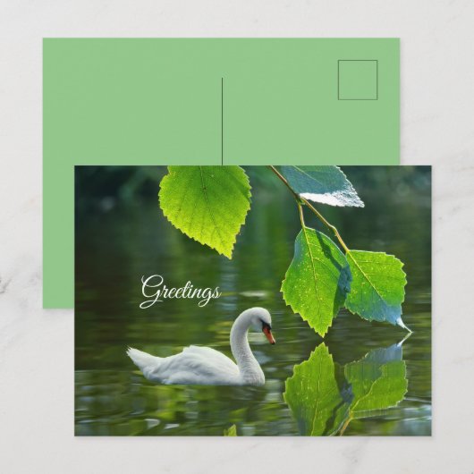 Carte Postale Élégant cygne d'été (Devant / Derrière)