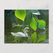 Carte Postale Élégant cygne d'été (Devant)