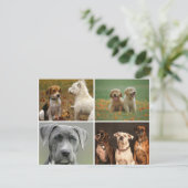 CARTE POSTALE ELEGANT DOGS POSTCARD (Debout devant)
