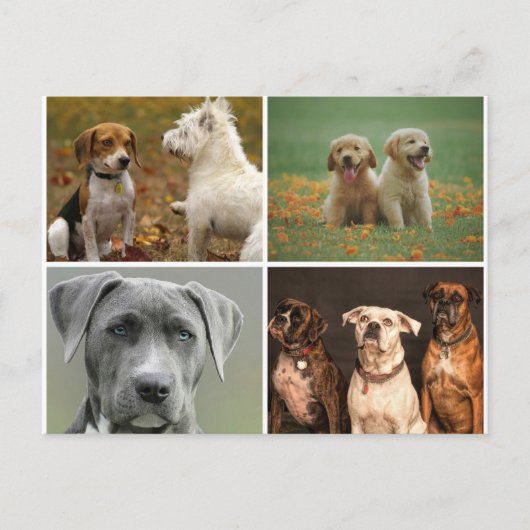 CARTE POSTALE ELEGANT DOGS POSTCARD (Devant)