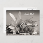 Carte Postale Elégant escargots de jardin sur Gerber Daisy Flowe (Devant / Derrière)