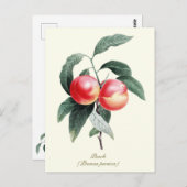 Carte Postale Élégant fruit de pêche Vintage botanique (Devant / Derrière)