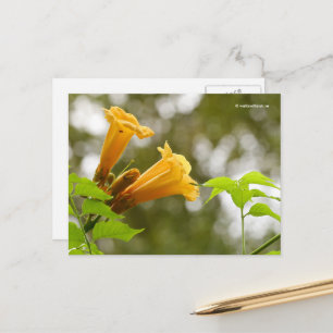Carte Postale Elégant Jaune Trompette Vine Fleurs Bokeh