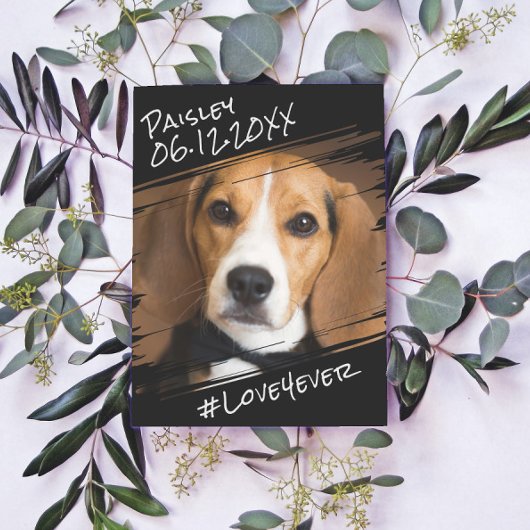 Carte Postale Élégant Moderne Simple Chien Noir Objet de Collect