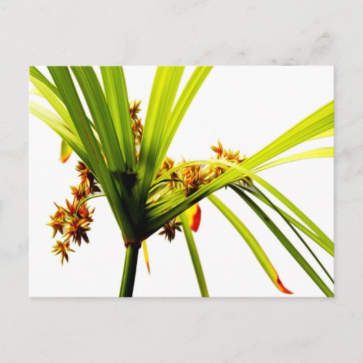 Carte Postale Élégant Motif botanique (Devant)