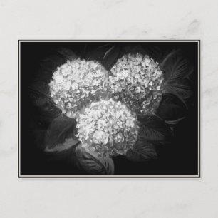 Carte Postale Élégant noir et blanc Hydrangea produits papier