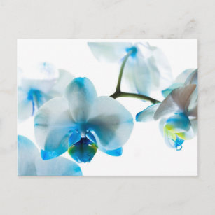 Carte Postale Elégant Orchidées Bleues Personnalisées