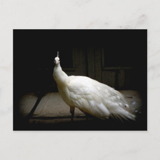 Carte Postale Elégant paon blanc vintage photo oiseau nature