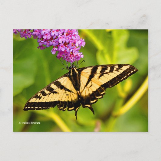Carte Postale Élégant papillon Swallowtail sur papillon Bush (Devant)