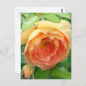 Carte Postale Élégant Rose orange (Devant / Derrière)
