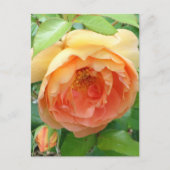 Carte Postale Élégant Rose orange (Devant)