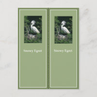 Élégant Signet d'aigrette neigeuse