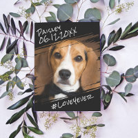 Élégant Simple Moderne Chic Cadeau pour Chien Noir