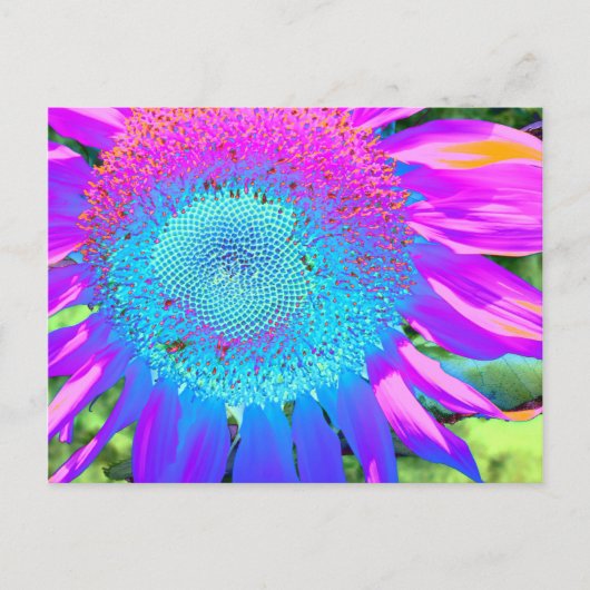 Carte Postale Elégant tournesol bleu rose violet rétro (Devant)