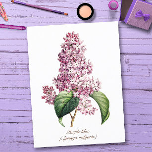 Carte Postale Élégant Vintage botanique pourpre Lilac Blossom